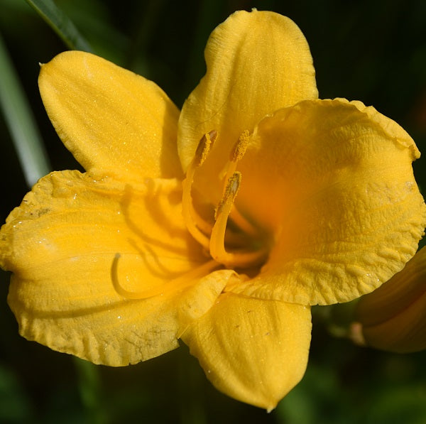 Stella eDe Oro is an early midseason, short, small, gold self daylily from Sterrett Gardens with fragrant, Stout Award 1985