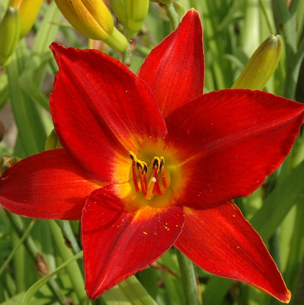 Stephens Red John is a mid-late, tall, large, red daylily from Sterrett Gardens with scarlet band, fragrant