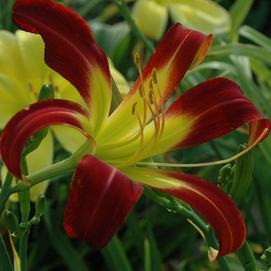 Spotlight is a mid-late, orange red self daylily from Sterrett Gardens with spider, Honorable Mention  Award 2010