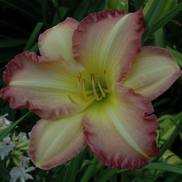 Swedish Girl is an early midseason, pale lavender, petals edged deeper lavender, fragrant, Honorable Mention Award 2001