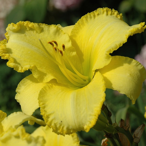 Tai Kwon Do is a midseason, lemon yellow daylily from Sterrett Gardens with Indian yellow edge