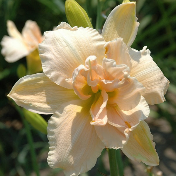 Tall and Proud is a mid-late, large light shell pink self daylily from Sterrett Gardens that is double