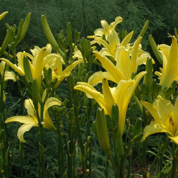 Tetrina is a midseason, yellow daylily from Sterrett Gardens that is fragrant