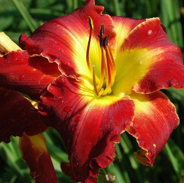 Texas Big Red is an early, large, red self daylily from Sterrett Gardens that is fragrant