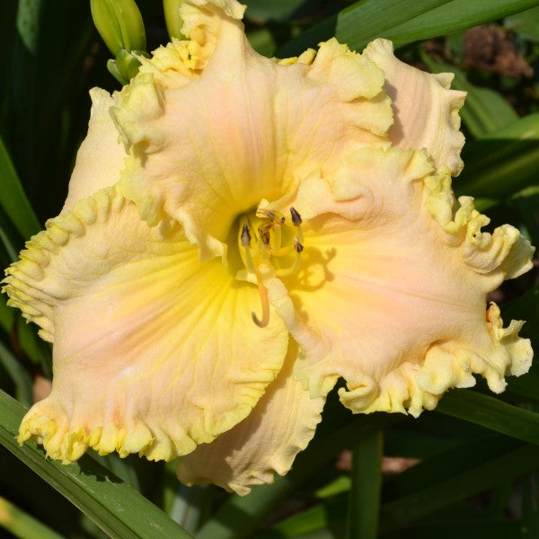 The Ladies of My Life is midseason, pale yellow daylily from Sterrett Gardens with pink blush, ruffles, fragrant