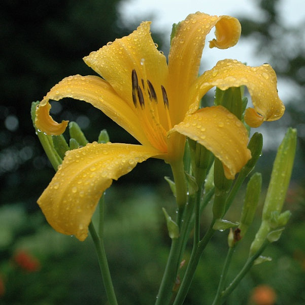 The Levitating Ananuki is a late tall, deep gold daylily from Sterrett Gardens that is fragrant
