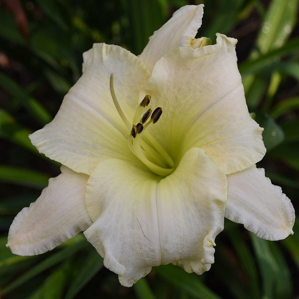 The Snow Moon is a midseason, tall, near white daylily from Sterrett Gardens that is fragrant