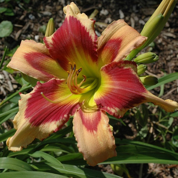Thundercat is a midseason, large, light pink daylily from Sterrett Gardens with red eye, fragrant, UF (crispate), Award of Merit 2019