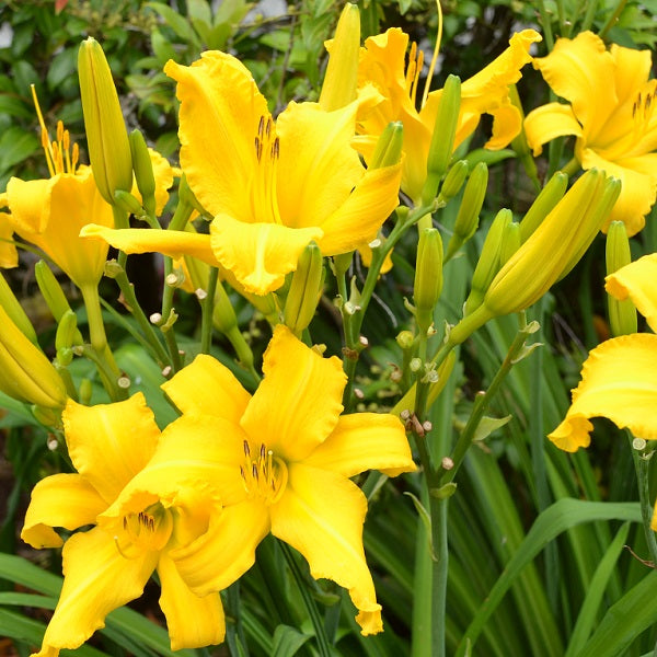 Tidewater Elf is a midseason, golden yellow daylily from Sterrett Gardens awarded the Award of Merit - 2020