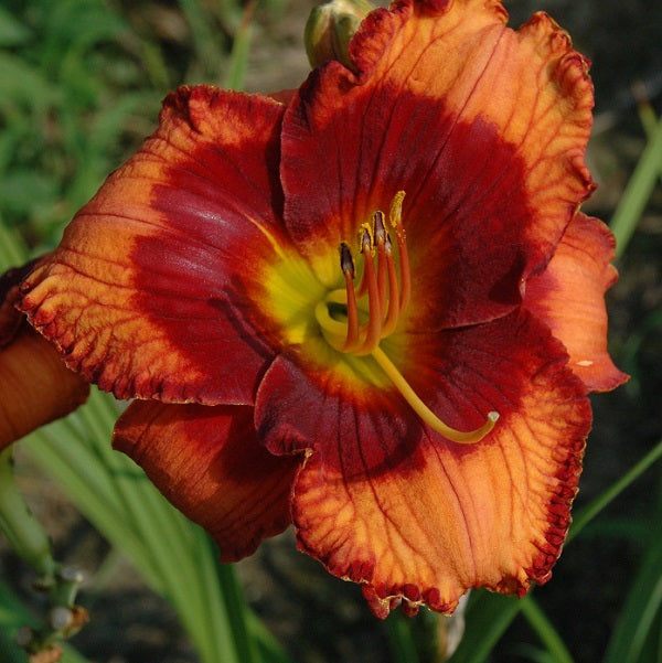 Tierra Del Fuego is an early midseason, bright burnt orange daylily from Sterrett Gardens with red eye and edge