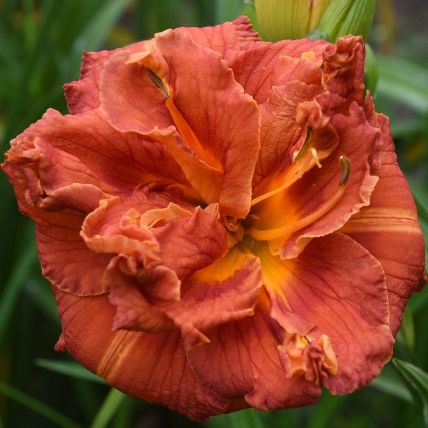 Tim Herrington is a midseason, short, small, copper red daylily from Sterrett Gardens that is double (95%), Award of Merit 2021