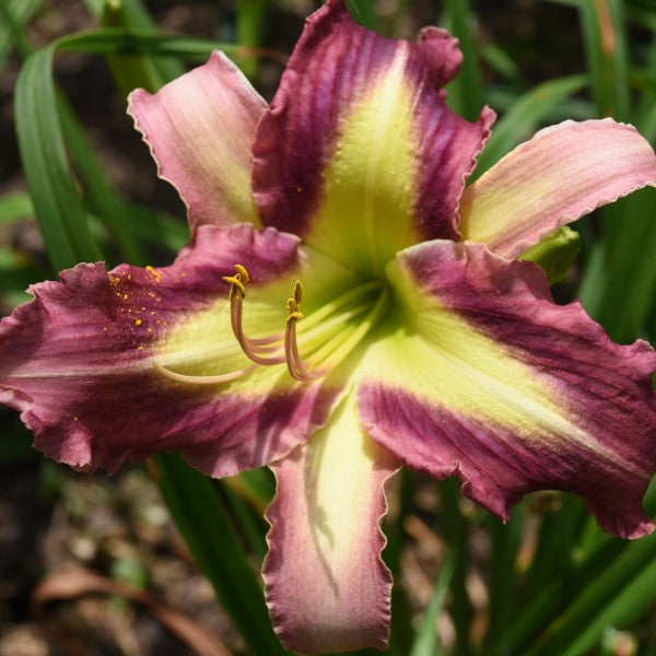 Time Stopper is an early midseason, large, maroon daylily from Sterrett Gardens with darker eye, Honorable Mention 2016