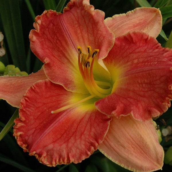 Tomato Sandwich is a midseason, red, Honorable Mention 2020