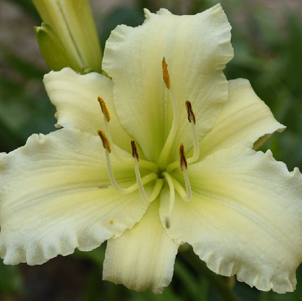 Too Much Sugar is a midseason, cream daylily from Sterrett Gardens