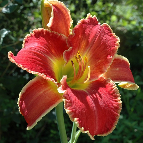 Topguns Bandit's Bandana is a midseason, tall, large, red daylily from Sterrett Gardens with yellow edge