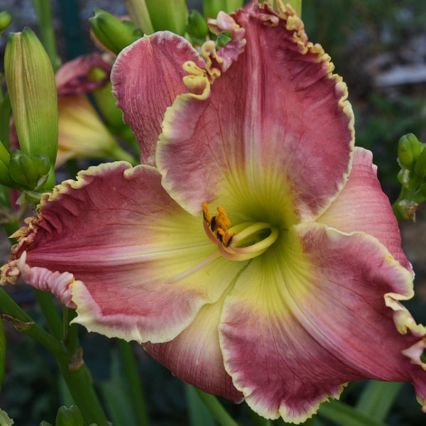 Tower of Refuge is a midseason, tall, large, pink daylily from Sterrett Gardens with gold edge, fragrant