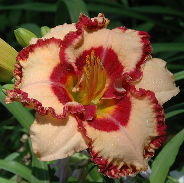 Triple Cherries is a midseason, peach pink daylily from Sterrett Gardens with dark cherry eye and picotee, bubbly white edge