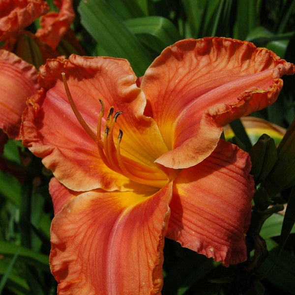 Tropical Pleasure is an early midseason, coral orange, darker halo and edge, fragrant
