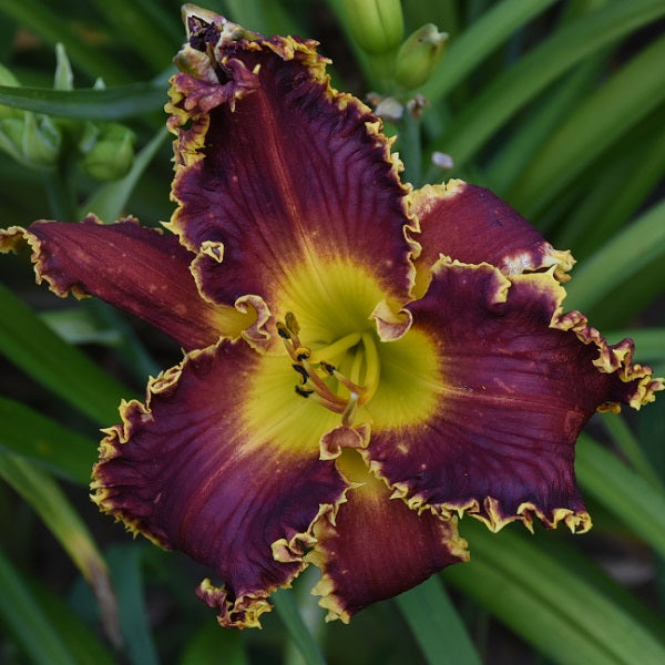 Tucker's Dark side is a midseason large burgundy daylily from Sterrett Gardens with yellow teeth