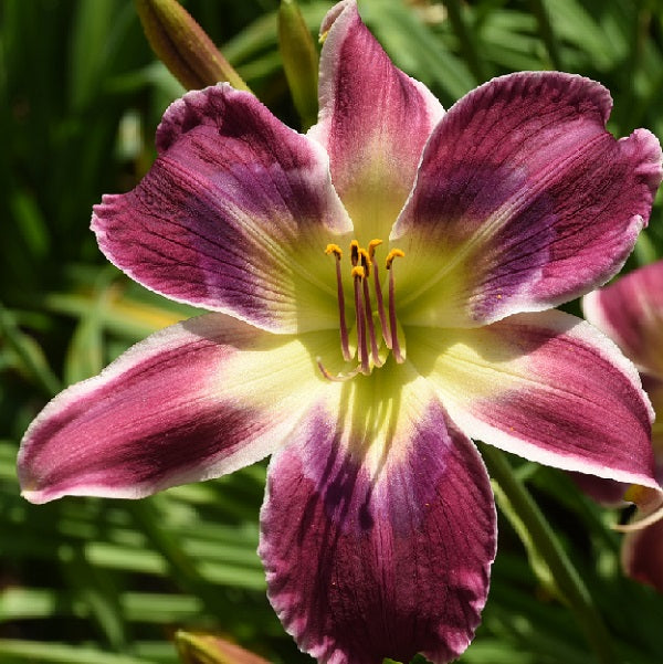 Twenty Nine Flags over Conway is an early midseason, clear purple daylily from Sterrett Gardens with white edge, multiple layered eye