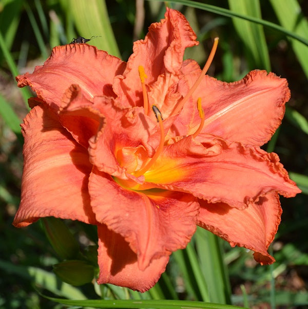 Twisted Whiskers is a midseason, medium rose peach daylily from Sterrett Gardens with rose eye, double(94%), peony form, fragrant