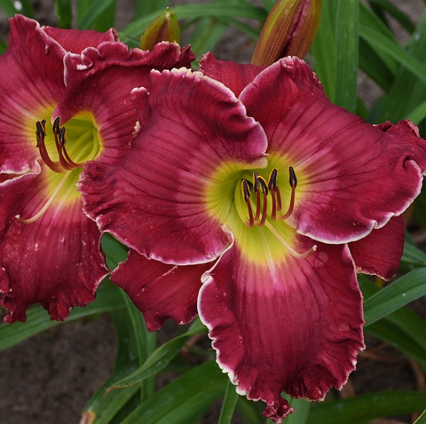 Unbound is a midseason, tall, red daylily from Sterrett Gardens with yellow edge, watermark