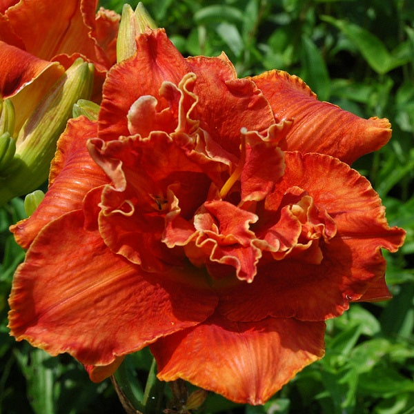 Uncle Henry of Oz is an early midseason, red orange blend daylily from Sterrett Gardens with lighter edge, double(100%)