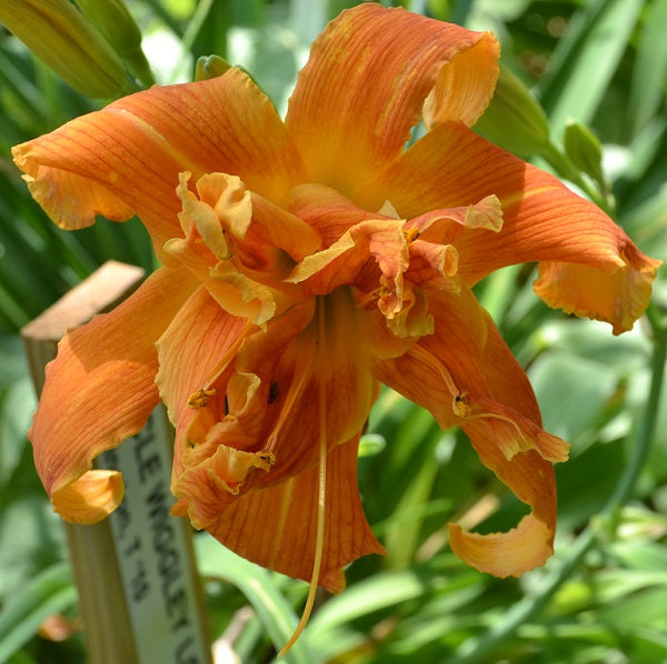 Uncle Wiggily Long Ears is an early midseason, large, orange self daylily from Sterrett Gardens that is double(100%),