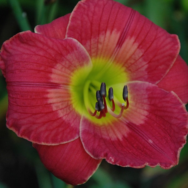 Up on the Roof is a mid late, salmon rose daylily from Sterrett Gardens with a persimmon watermark and GT