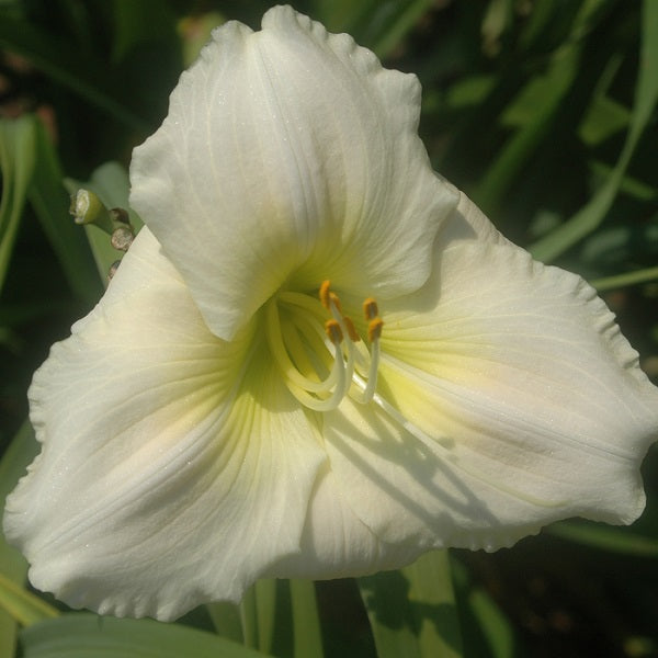 Val D'isere is a midseason, near white daylily from Sterrett Gardens that is fragrant