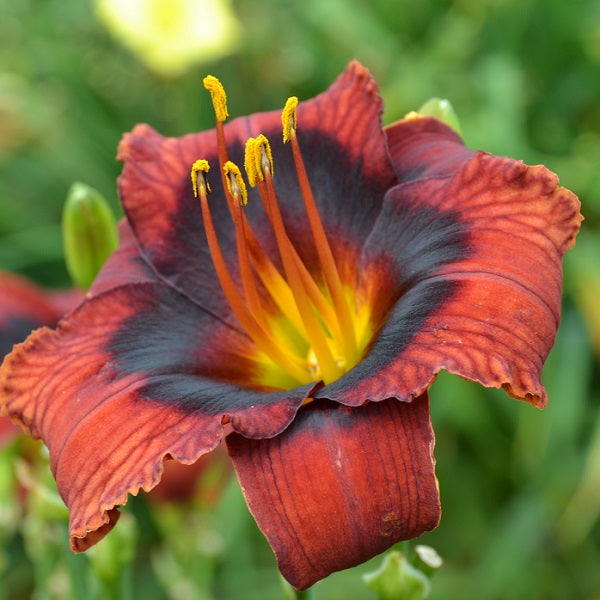 Velvet Eyes is an early midseason, purple white daylily from Sterrett Gardens with a dark velvet purple eye
