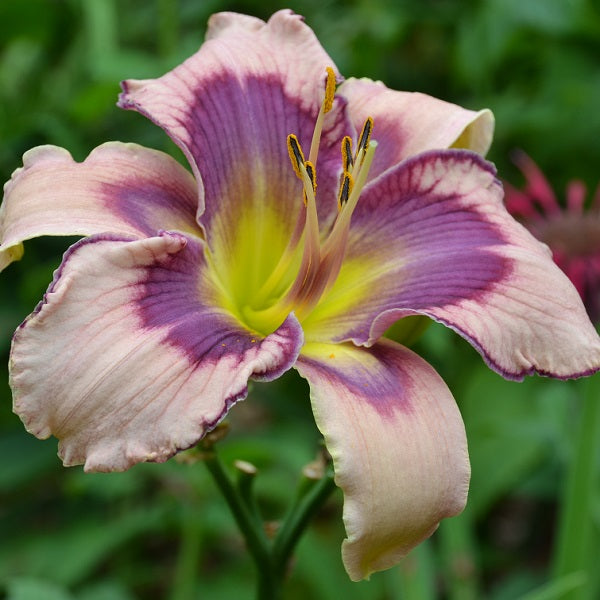 Vertical Horizon is an early midseason purple daylily from Sterrett Gardens with a darker eye, purple /white edge, fragrant