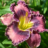 Very Berry Candy is an early midseason, black purple daylily from Sterrett Gardens with a purple-silver eye, fragrant