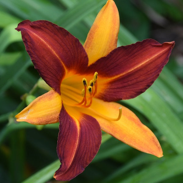 Virginia Tech is an early midseason, burgundy gold bitone daylily from Sterrett Gardens that is fragrant