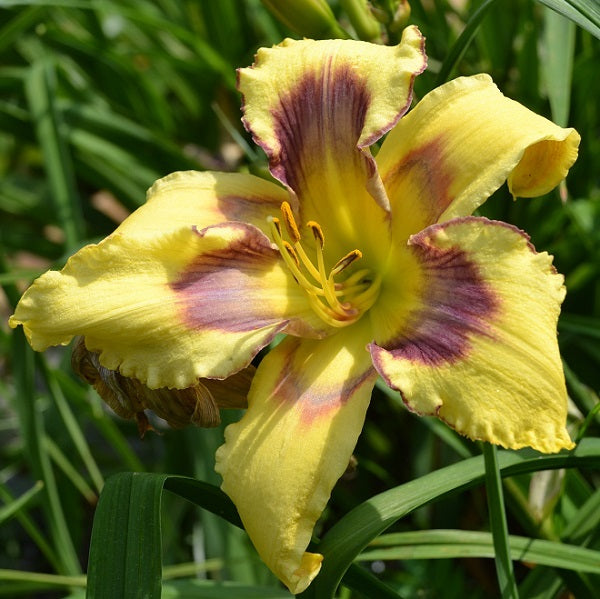 Viva Pinata is a midseason, large, yellow daylily from Sterrett Gardens with a blue purple-maroon eye and edge, unusual form (spatulate)