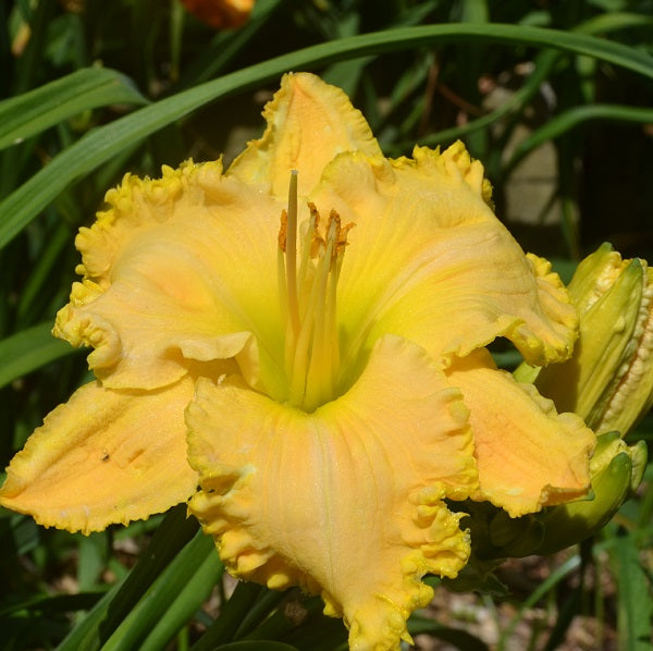 Walking the Boardwalk is an early midseason, yellow daylily from Sterrett Gardens with , ruffled, fragrant