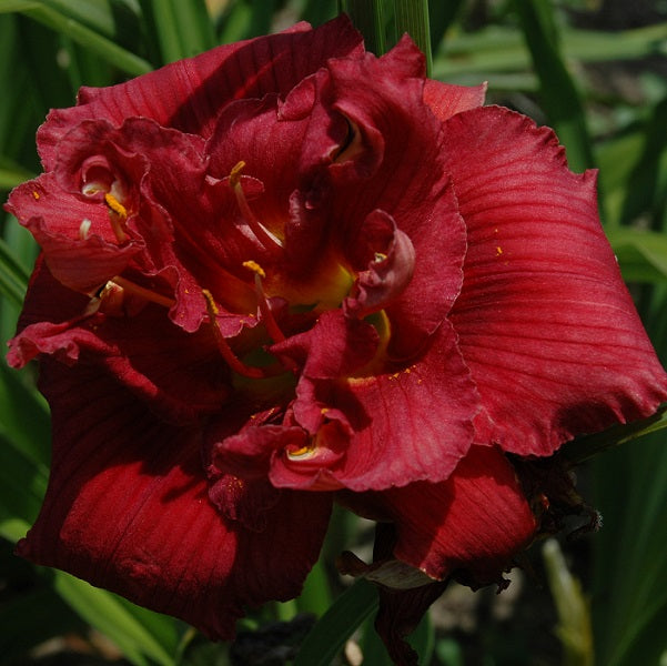 Wally is a midseason, short, cerise red daylily from Sterrett Gardens with a dark red eye, double, Honorable Mention Award 1994