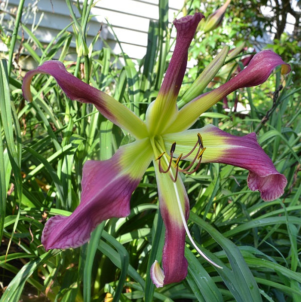 Walt Lowry is a midseason, red daylily from Sterrett Gardens with darker eye and edge, Award of Merit 2019