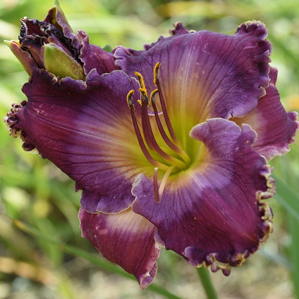 Warrior Victorious is an early midseason purple daylily from Sterrett Gardens with a lavender blue watermark, fragrant