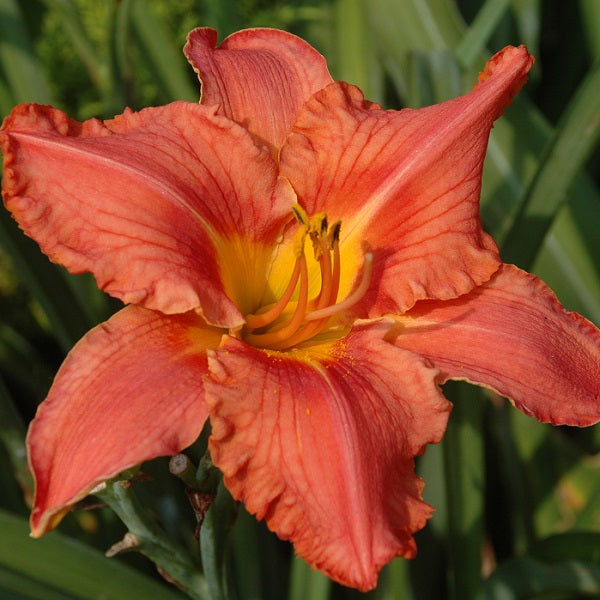 Watermelon Luminosity is a midseason watermelon red daylily from Sterrett Gardens that is fragrant