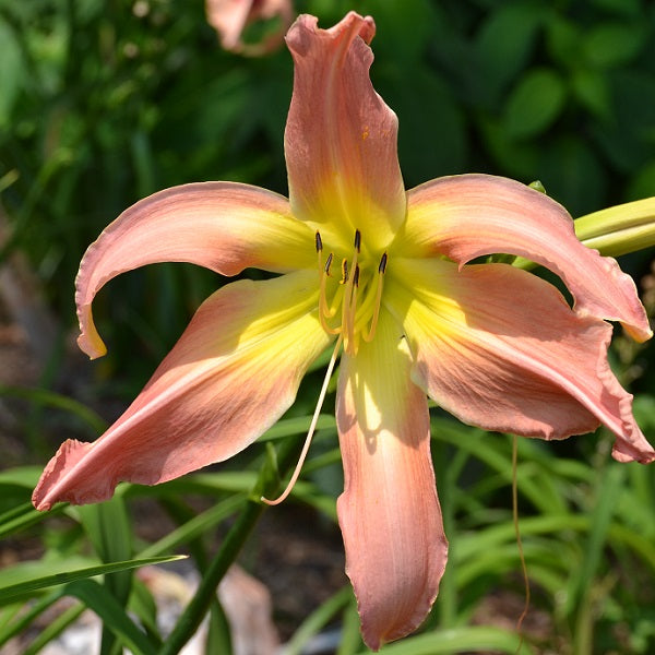 Webster's Pink Wonder is a midseason pink self daylily from Sterrett Gardens that is an unusual form (crispate), Stout Award 2014