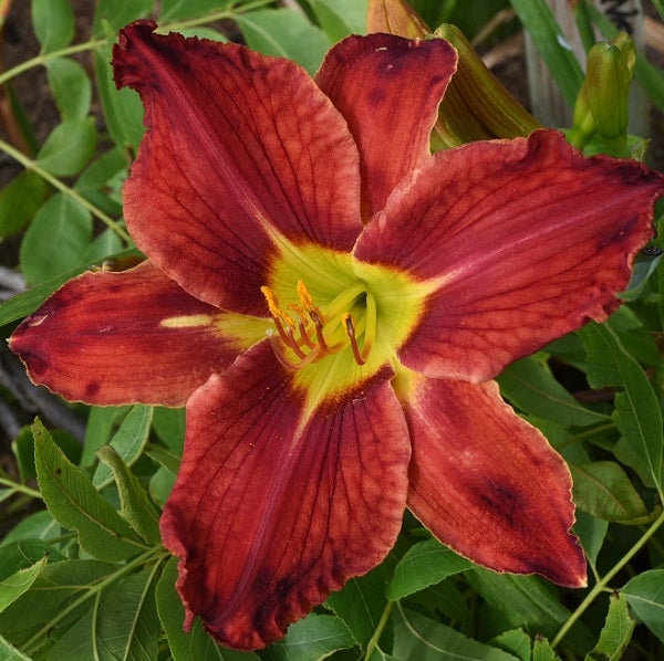 Webster's Red Bloomers is an early, cardinal red daylily from Sterrett Gardens that is fragrant