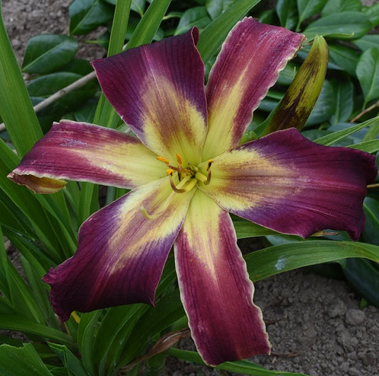 Well Hello Beautiful is a midseason maroon purple daylily from Sterrett Gardens with a patterned blue purple eye, fragrant, unusual form (crispate)