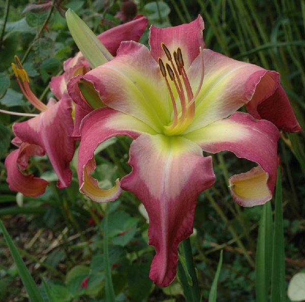 White Eyes Pink Dragon is a midseason, large, rose pink daylily from Sterrett Gardens that is an unusual form (crispate), Lenington 2018