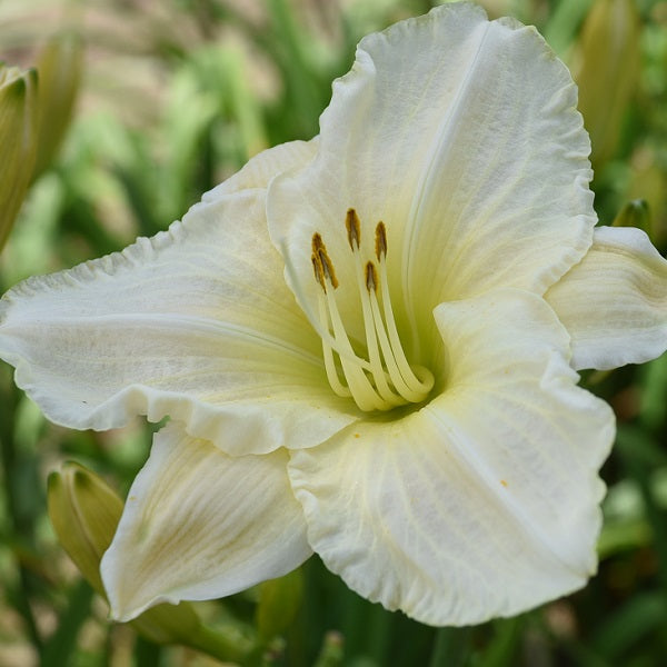 White Temptation is a midseason, near white self daylily from Sterrett Gardensthat receive the Award of Merit 1985