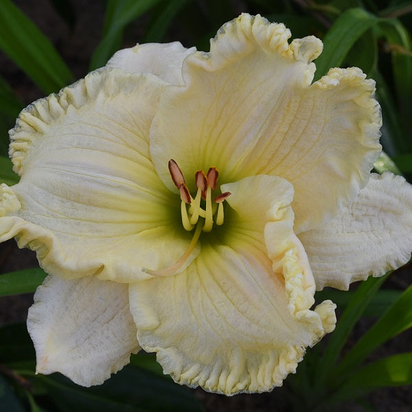 White Wedding Cake is an early midseason, bright white daylily from Sterrett Gardens with gold ruffled edge