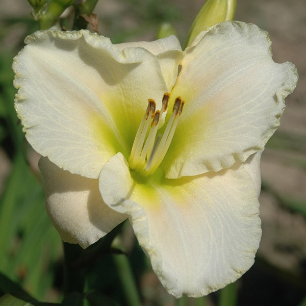 Whiter Shade is an early midseason, short, near white self daylily from Sterrett Gardens that is fragrant