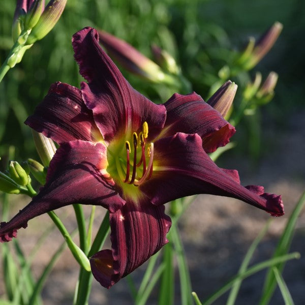 Wicked Witch of the West is an early midseason, short, dark purple daylily from Sterrett Gardens that is an unusual form (crispate)