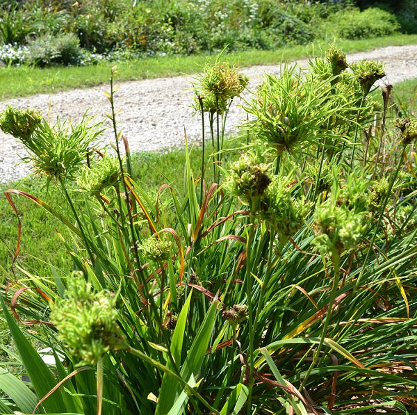 Wigged Out is a mid late, rusty orange rose blend daylily from Sterrett Gardens with distinctive bundles of proliferation