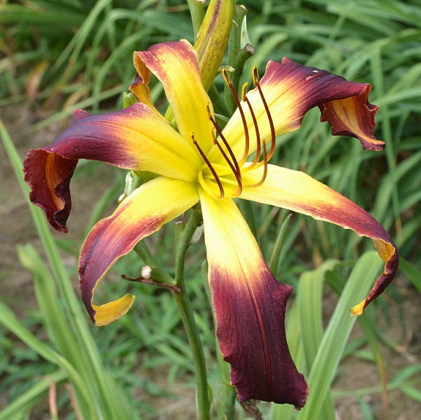 Wild and Free is an early, large, violet black blend daylily from Sterrett Gardens that is an unusual form (crispate), Honorable Mention Award 2018